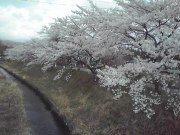 疏水公園入口桜